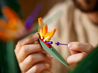 Paradiesvogel
