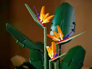 Paradiesvogel