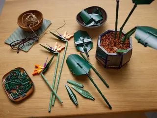 Paradiesvogel