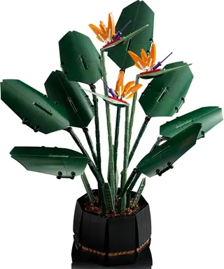 Paradiesvogel