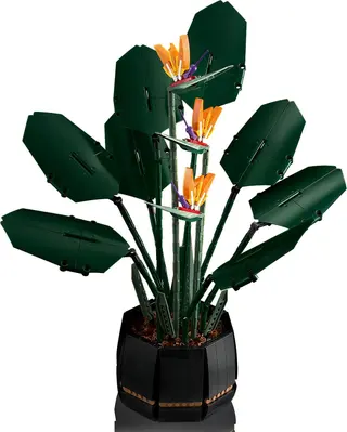 Paradiesvogel