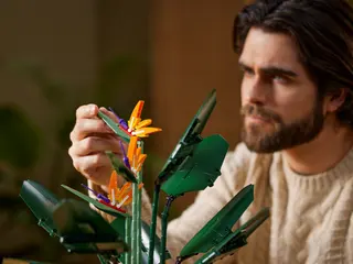 Paradiesvogel
