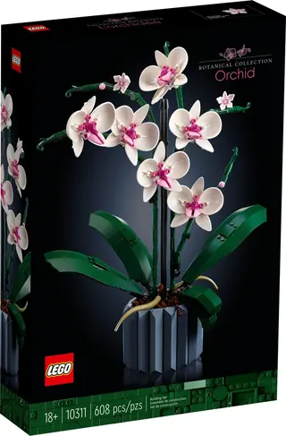 Orchidee
