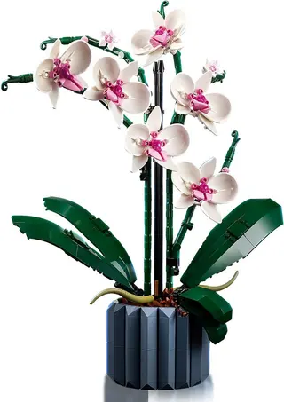 Orchidee
