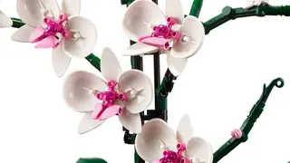 Orchidee