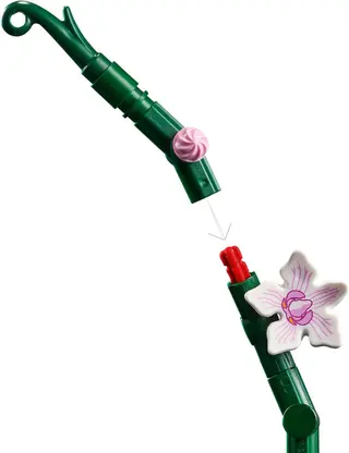 Orchidee