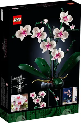 Orchidee