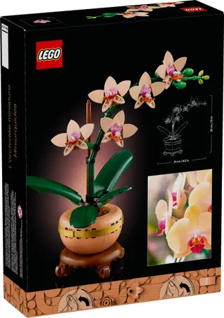 Mini orchidée