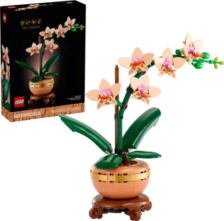 Mini orchidée