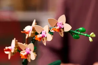 Mini orchidée