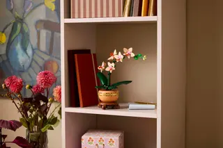 Mini orchidée
