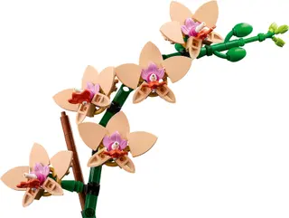 Mini orchidée