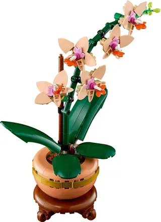 Mini orchidée