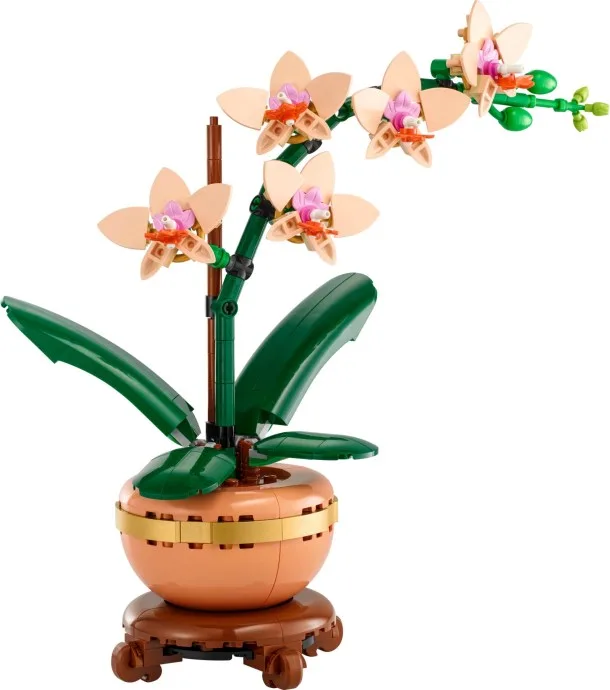Mini orchidée