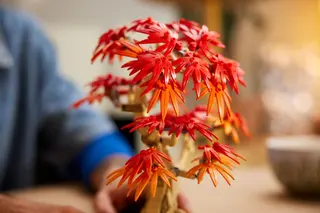 Érable du Japon