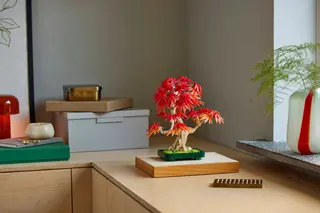 Érable du Japon