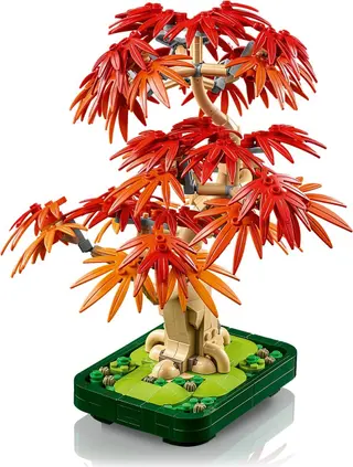 Érable du Japon