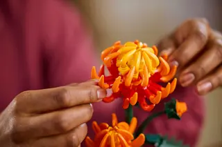 Chrysantheme