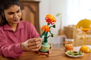 Chrysantheme
