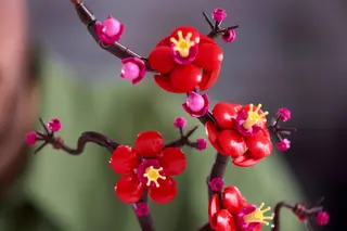Pflaumenblüte
