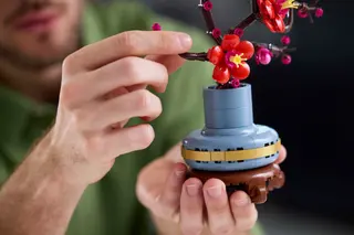 Pflaumenblüte