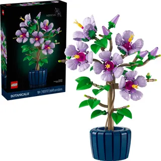 Hibiscus