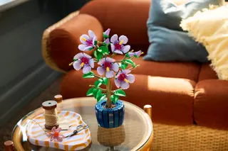 Hibiscus