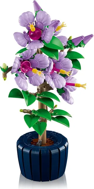 Hibiscus