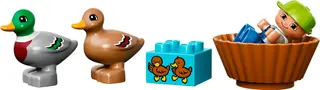Forest: Ducks