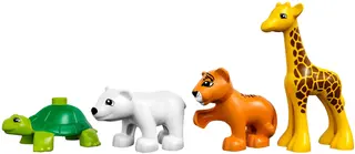 Baby Animals