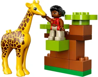 Savanna