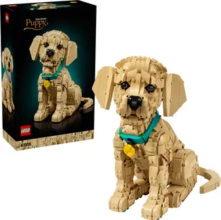 Golden Retriever Welpe