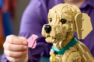 Golden Retriever Welpe