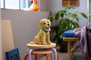 Golden Retriever Welpe