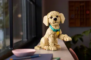 Golden Retriever Welpe
