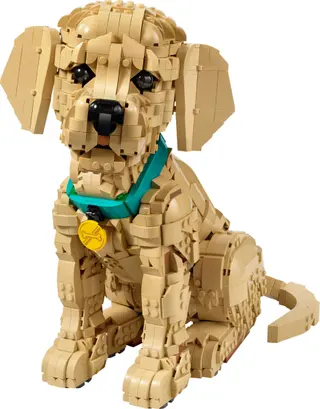Golden Retriever Welpe