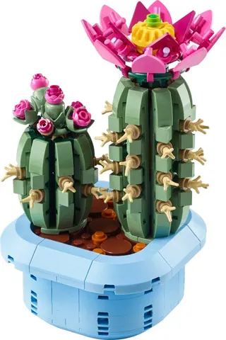 Cactus en fleurs