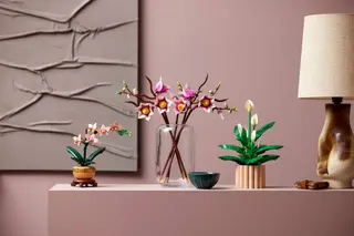 Magnolienzweige
