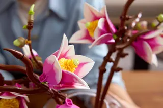 Magnolienzweige