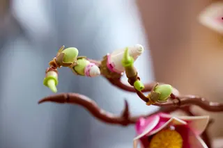 Magnolienzweige