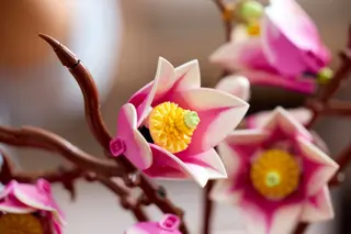 Magnolienzweige