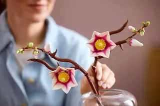 Magnolienzweige