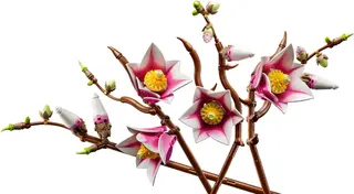 Magnolienzweige