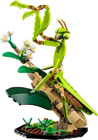 La collection d'insectes