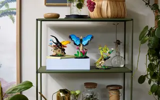 La collection d'insectes