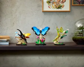 La collection d'insectes