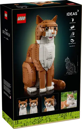 Chat orange