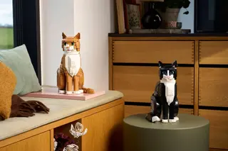 Chat orange