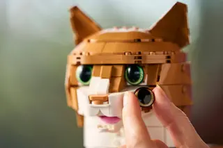 Chat orange