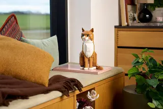 Chat orange